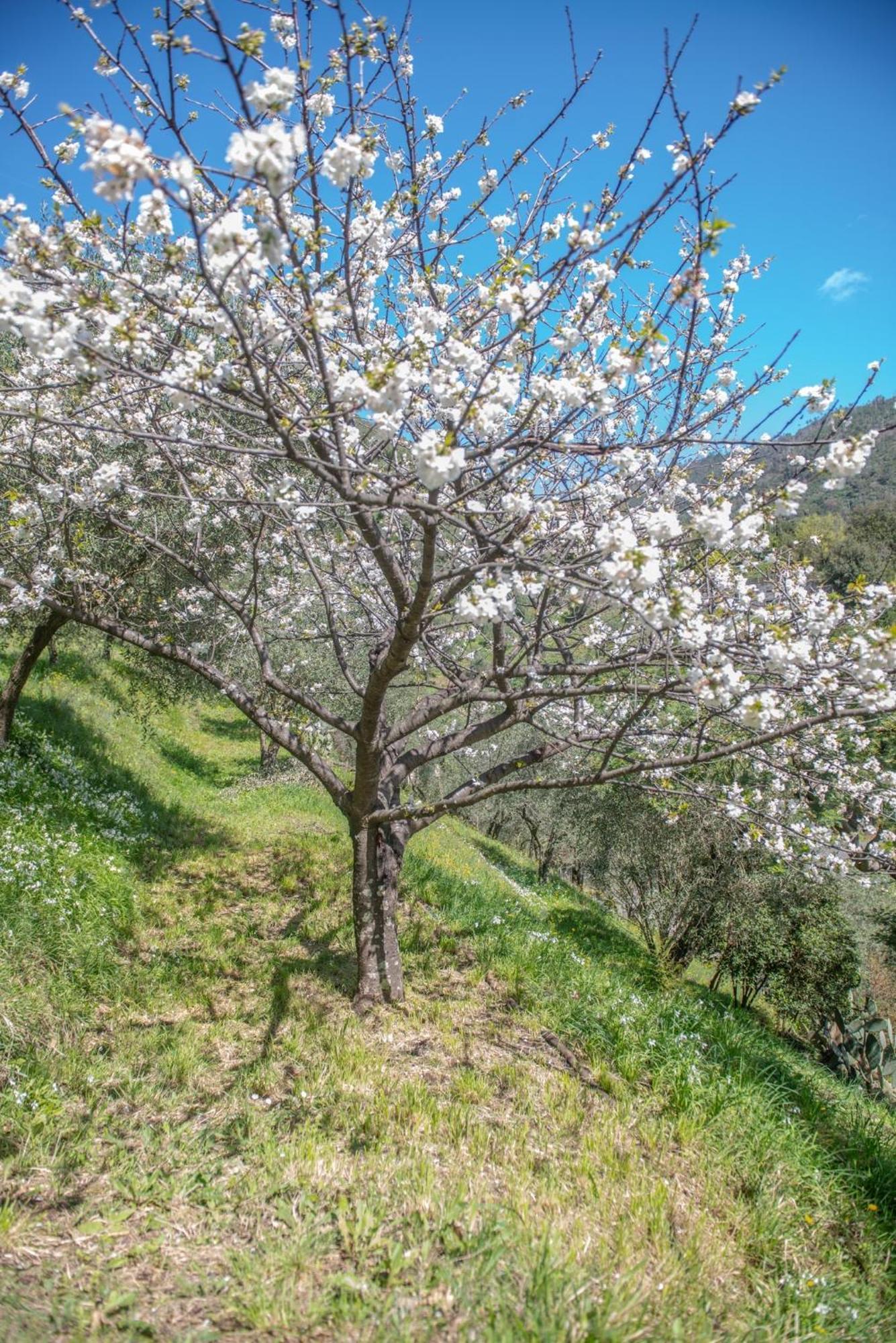 Caterina * Levanto